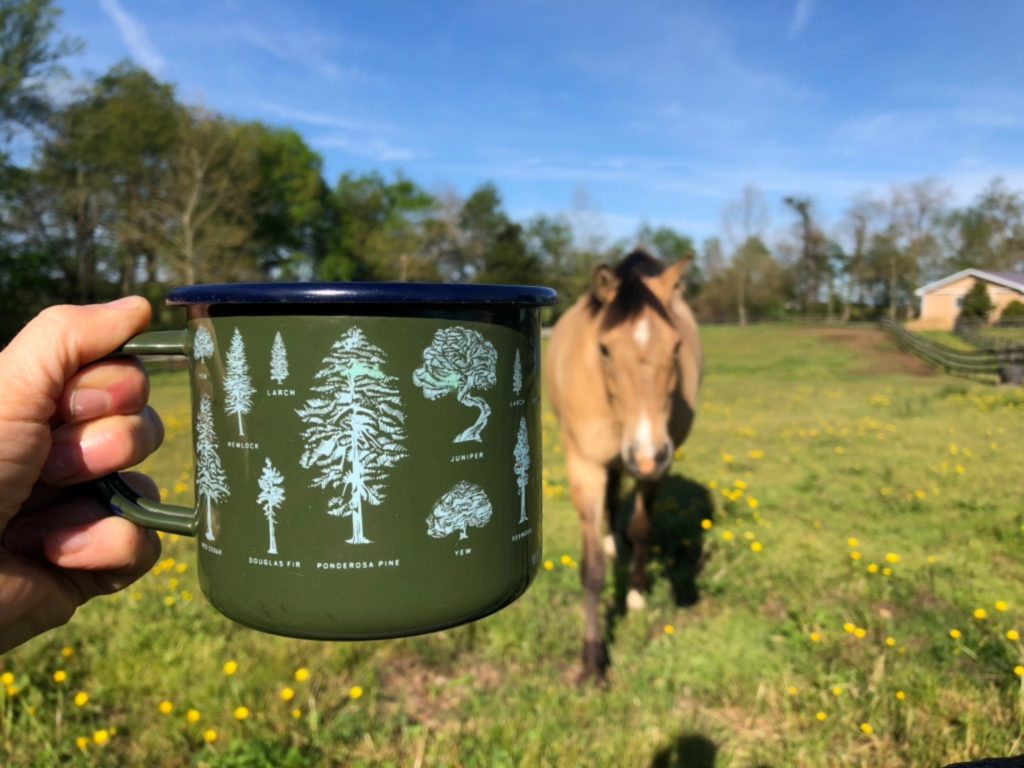 A pony walks towards a pretty coffee mug being held up towards the sky.