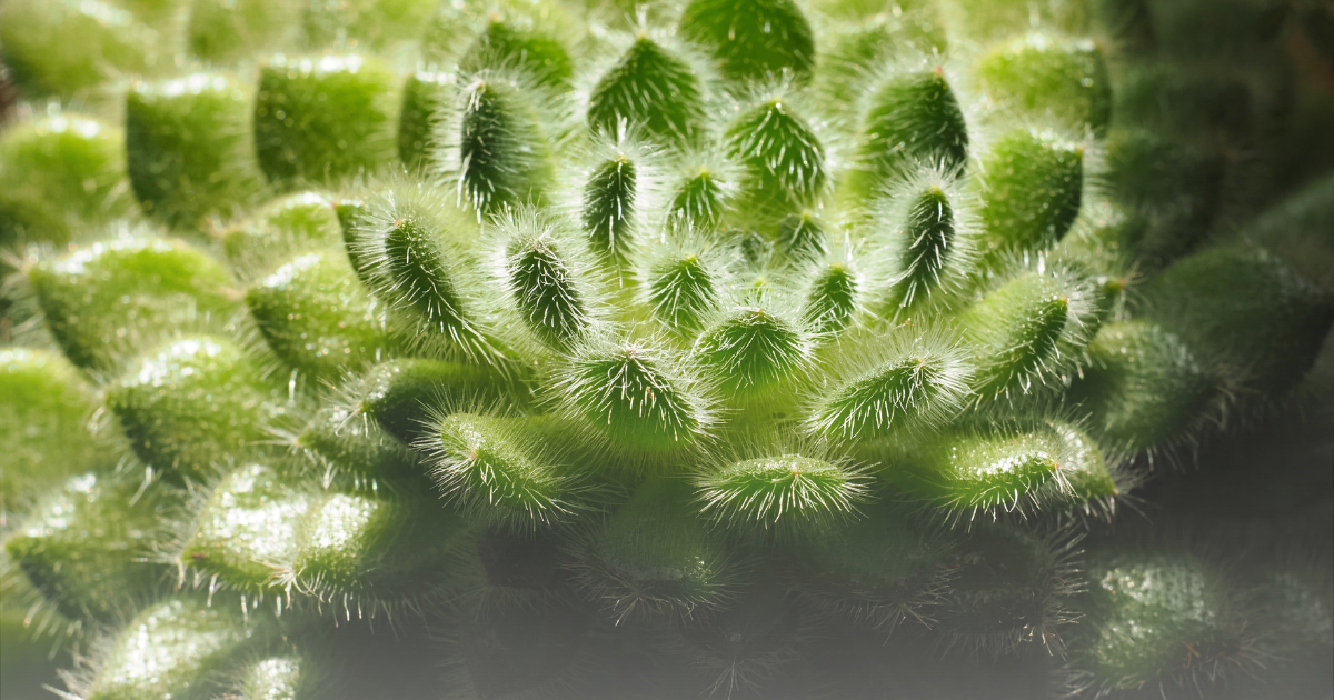 Echeveria -Doris Taylor-.png