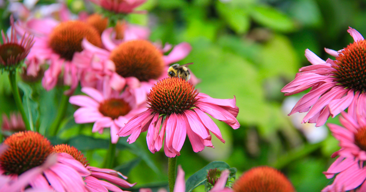 Coneflower.png