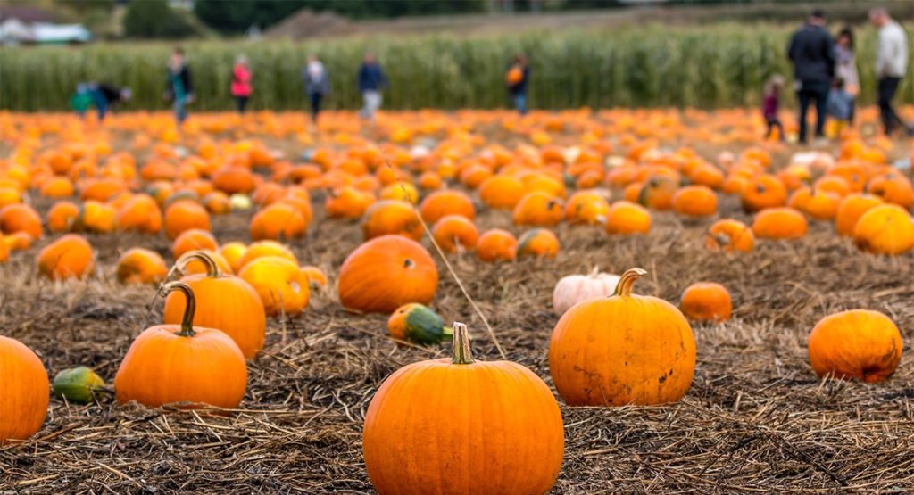 Pumpkins sit in rows in patch as people in the background pick them