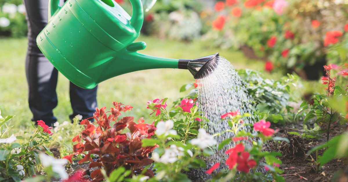 Watering Strategies to Beat Summer Heat.png