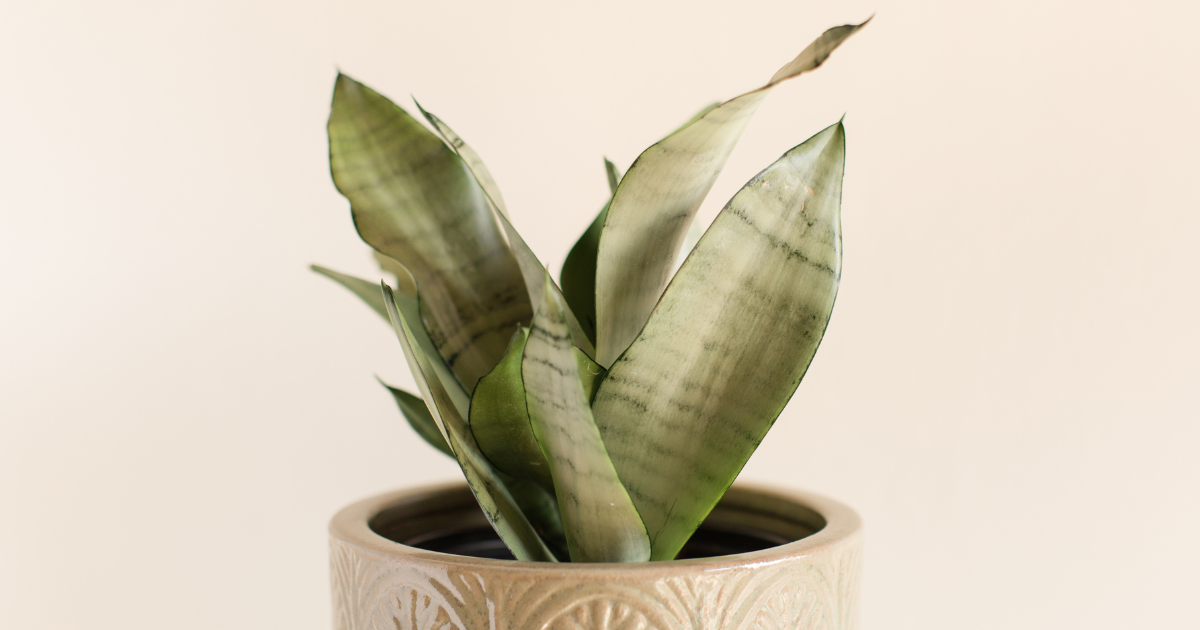 White Snake Plant.png