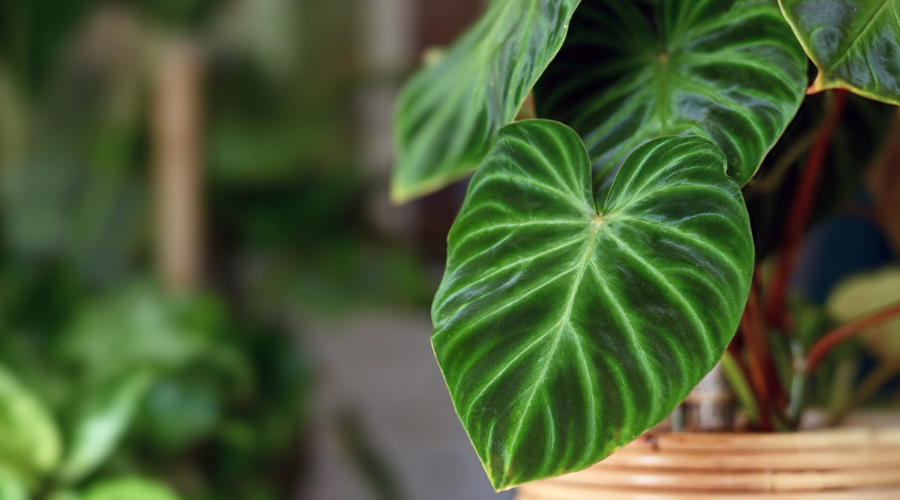 Philodendron.png