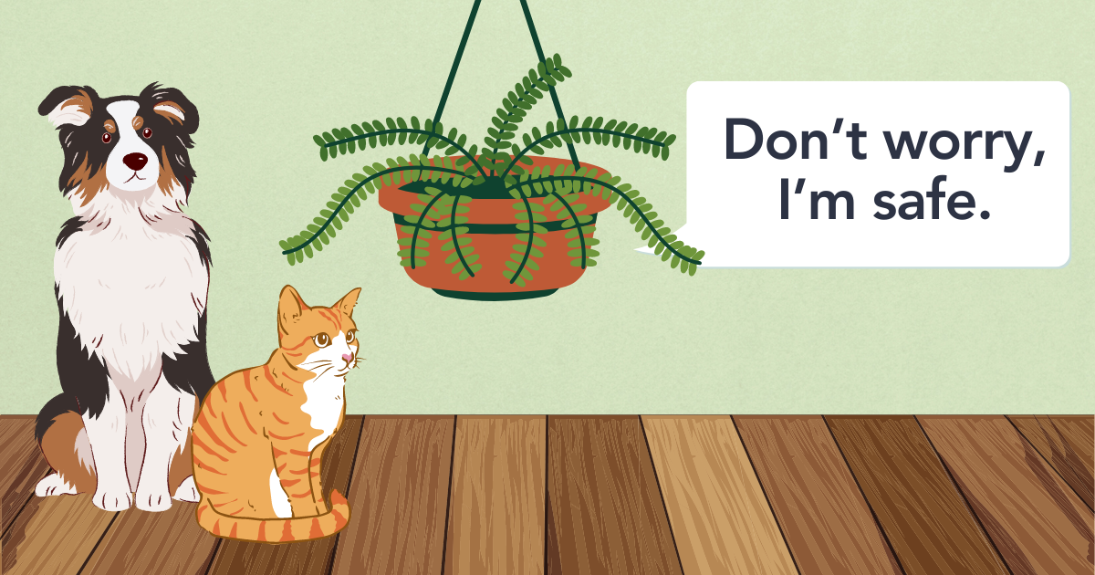 Are Boston Ferns Toxic to Pets.png