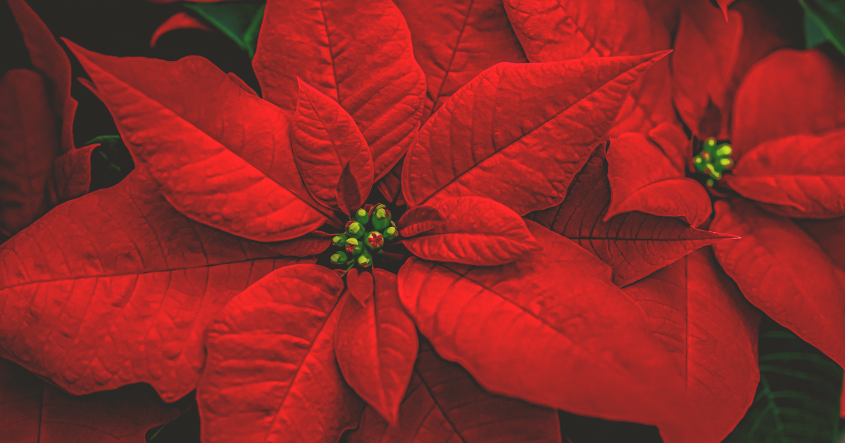 Poinsettias.png