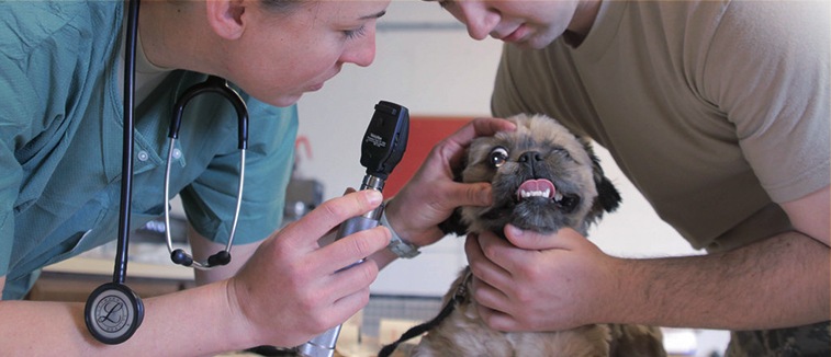 How to become a Veterinary Nurse - Skills & Job Description – Jobsdb