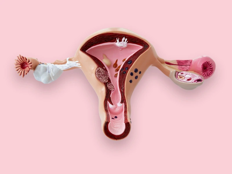 Estrogen Produced in Ovaries