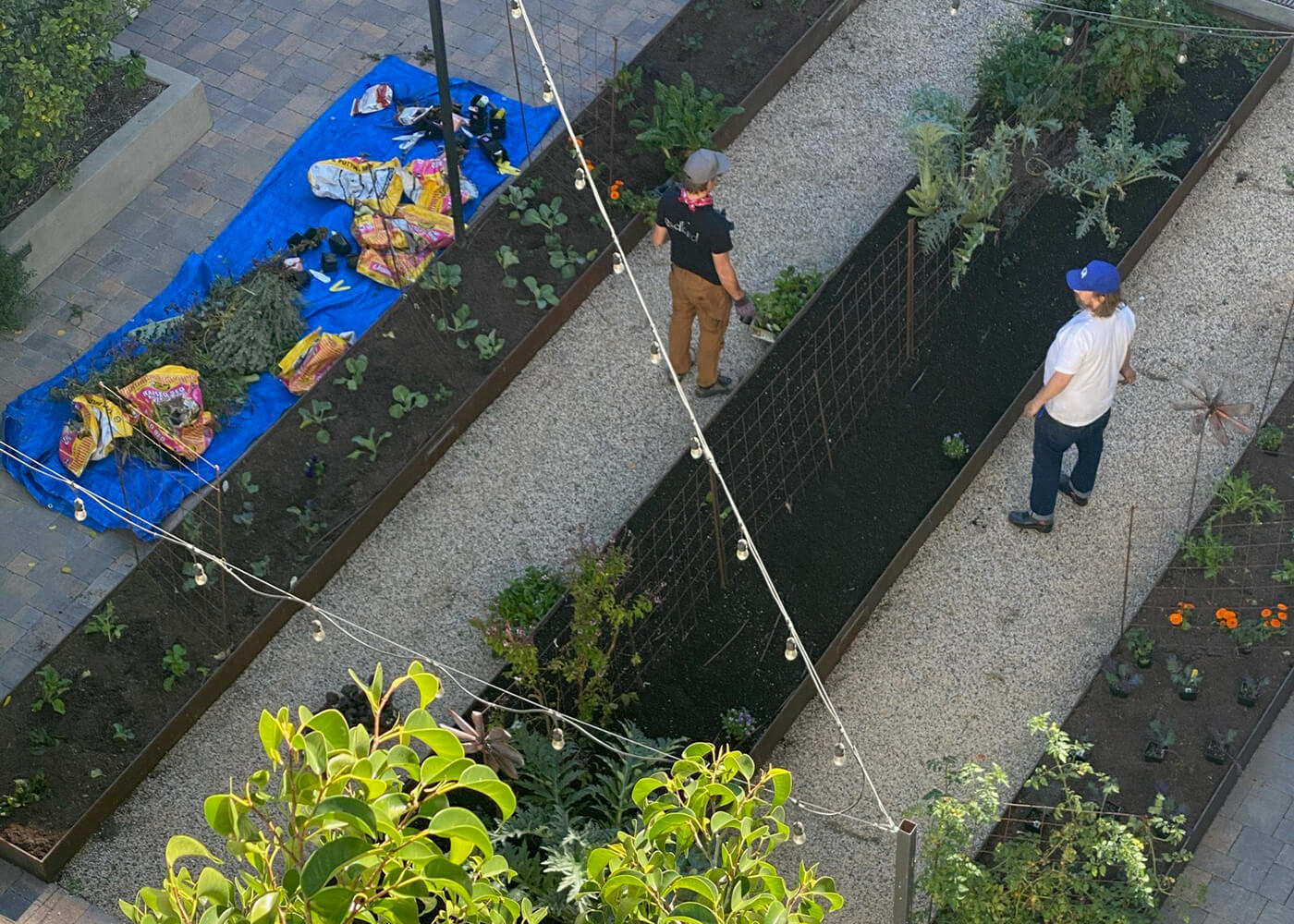 Garden Replanting in DTLA