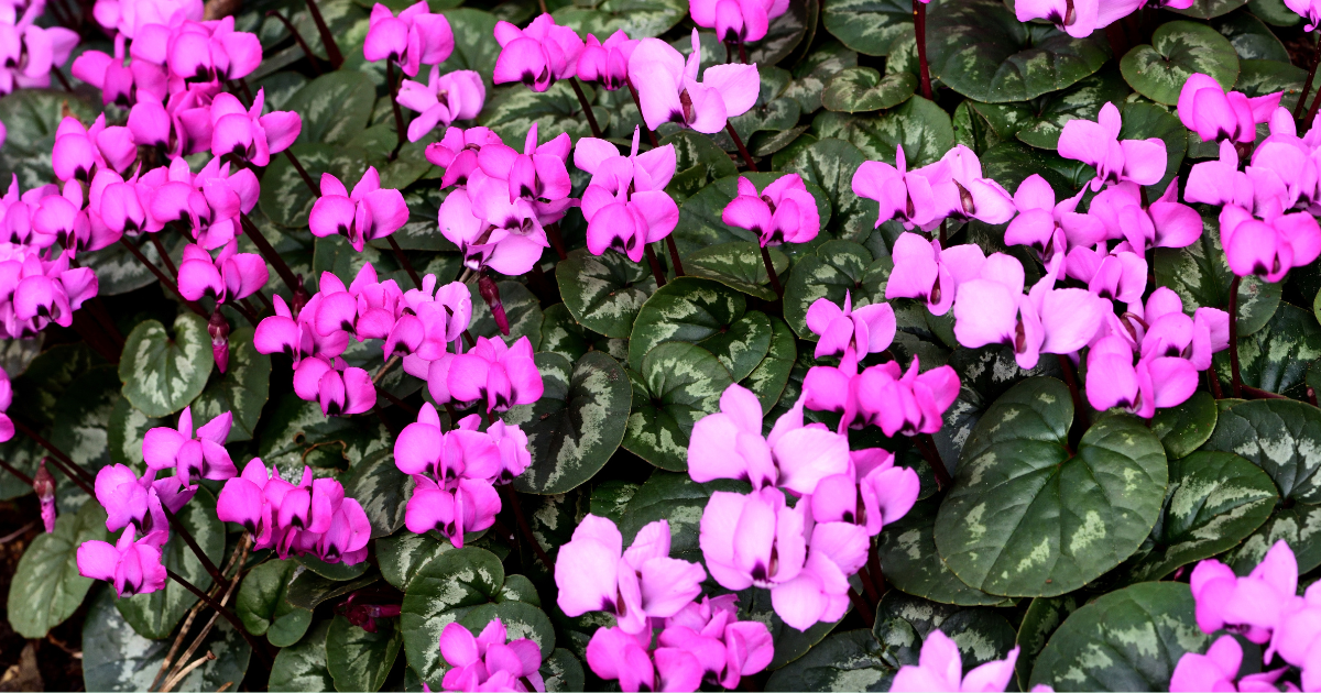 Cyclamen Coum.png