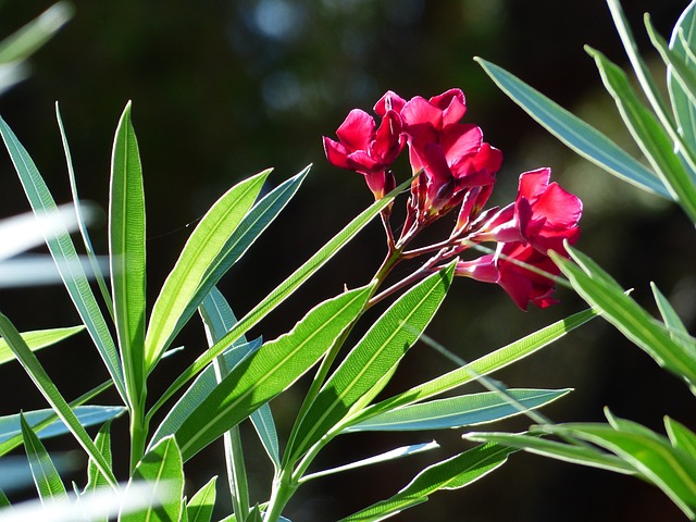 oleander-187248_640.jpg