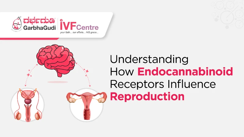 Understanding How Endocannabinoid Receptors Influence Reproduction