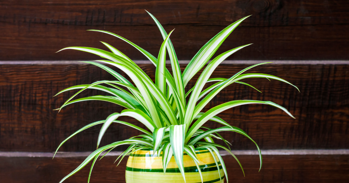 Spider Plant.png