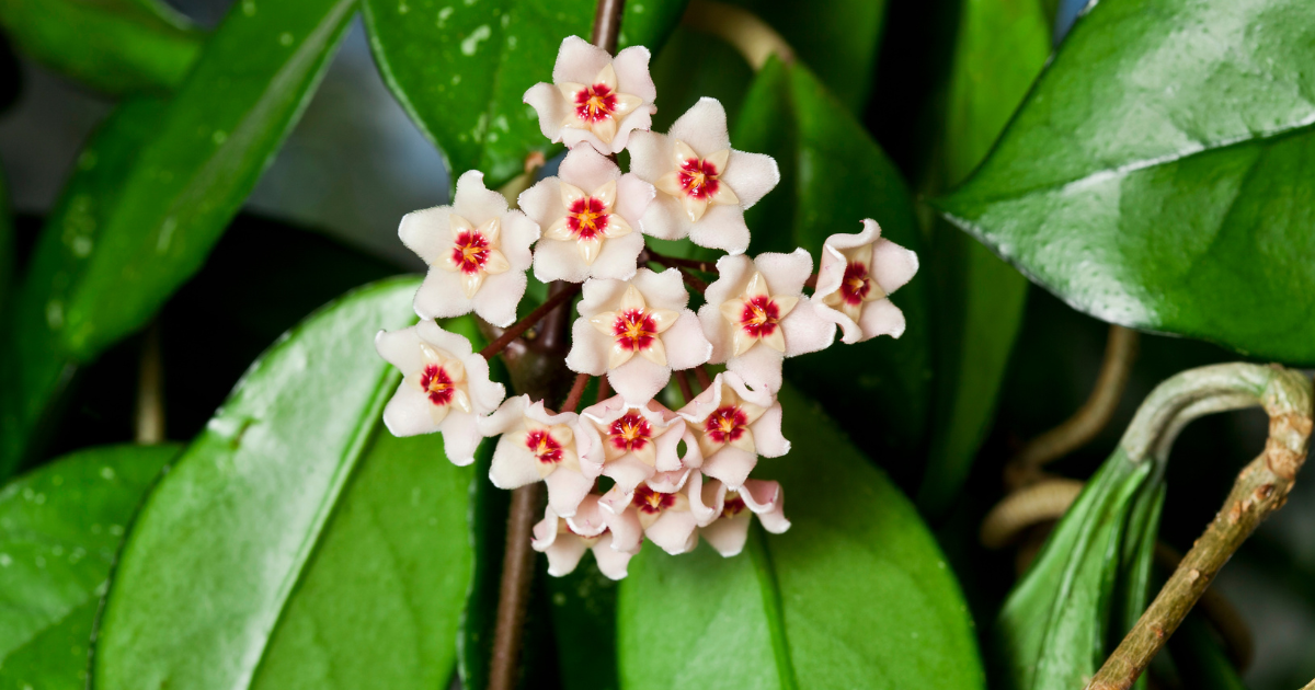 Hoya carnosa -Jade-.png