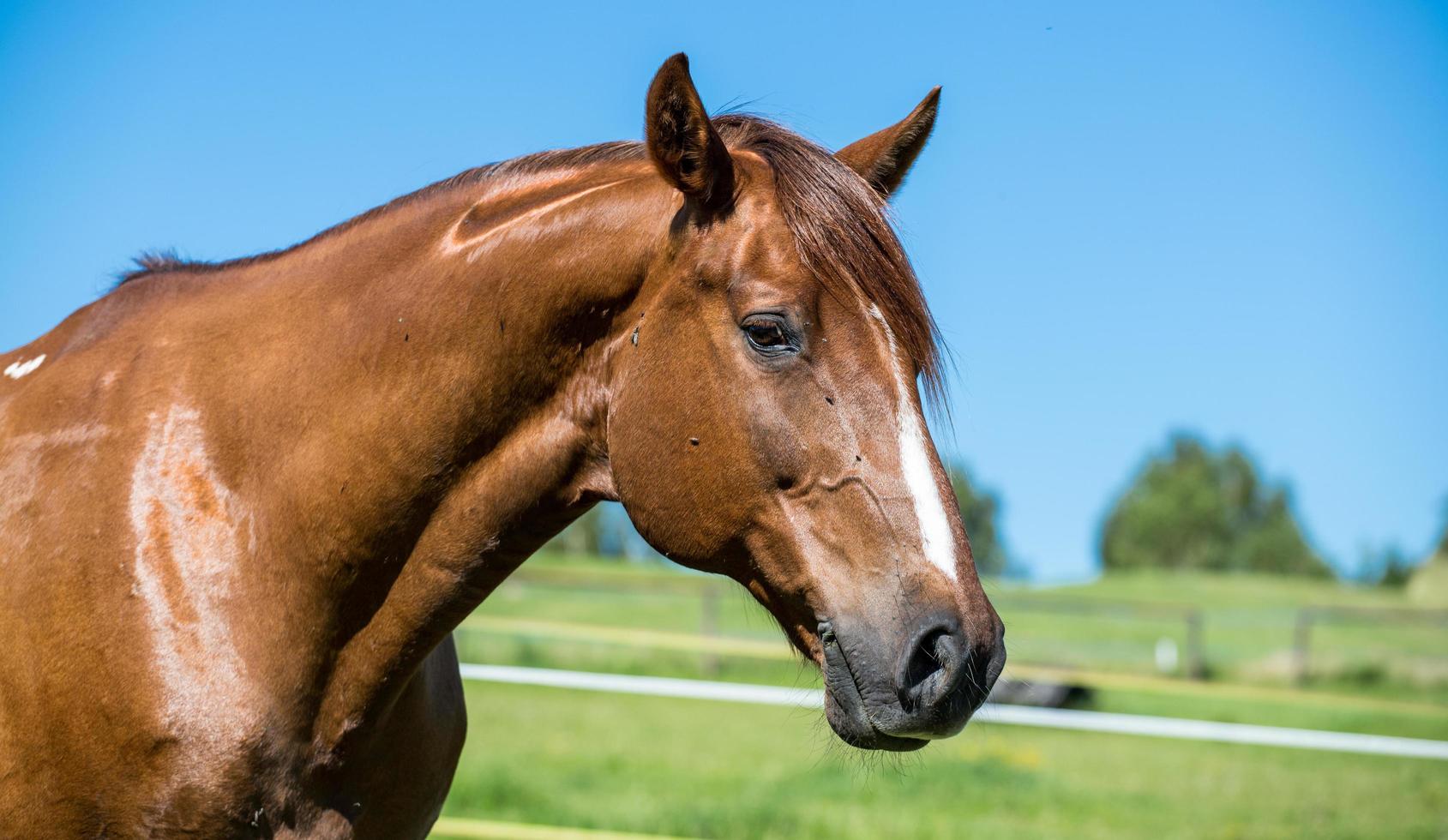 brown-horse-against-blue-sky-close-up-shot-free-photo.jpg