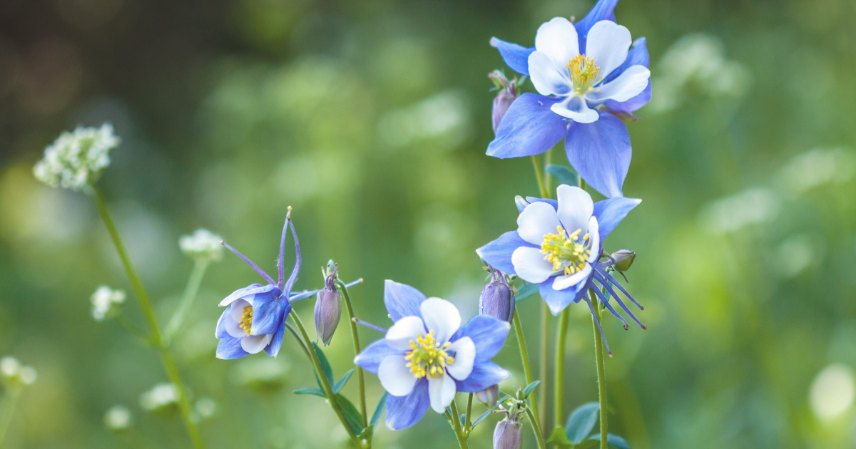 Columbines.png