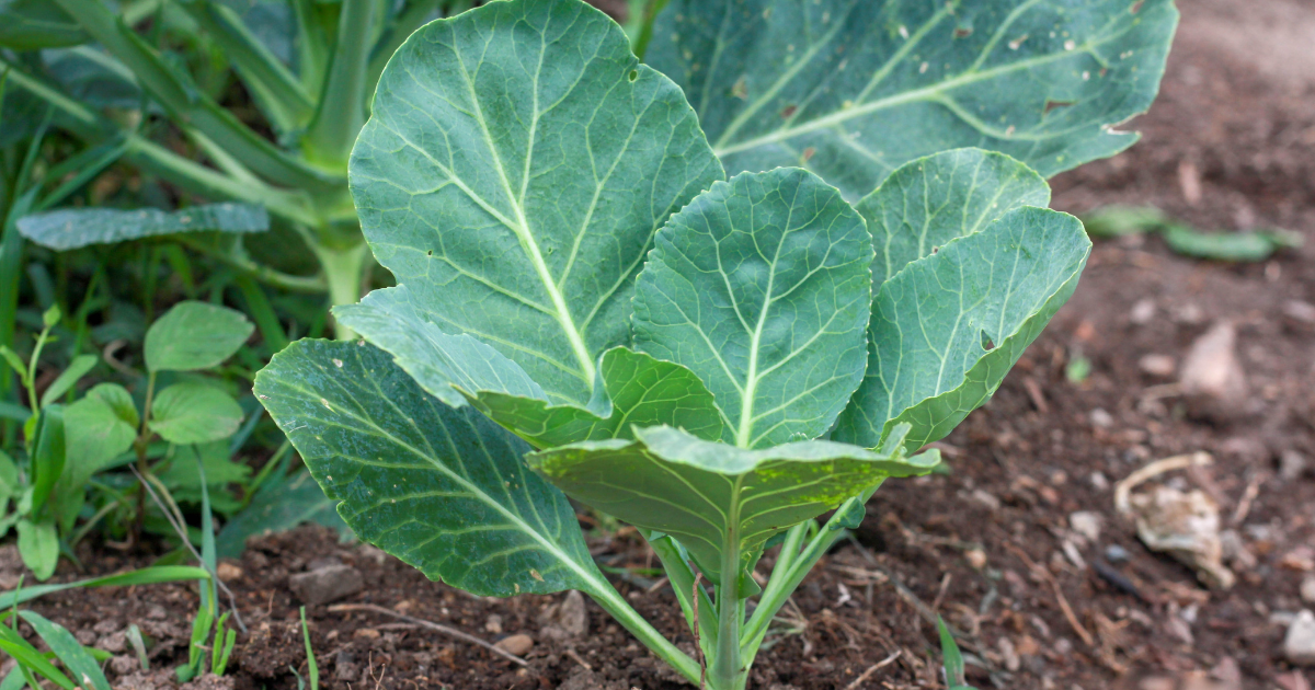 Collards.png