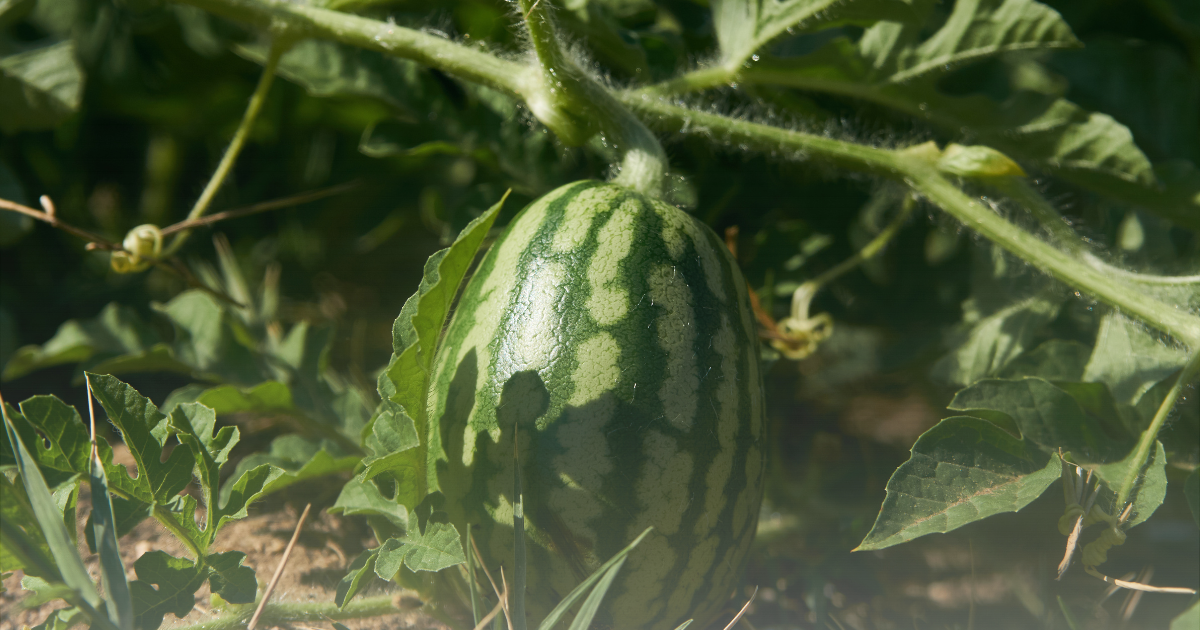 Supporting the Vines Watermelon.png