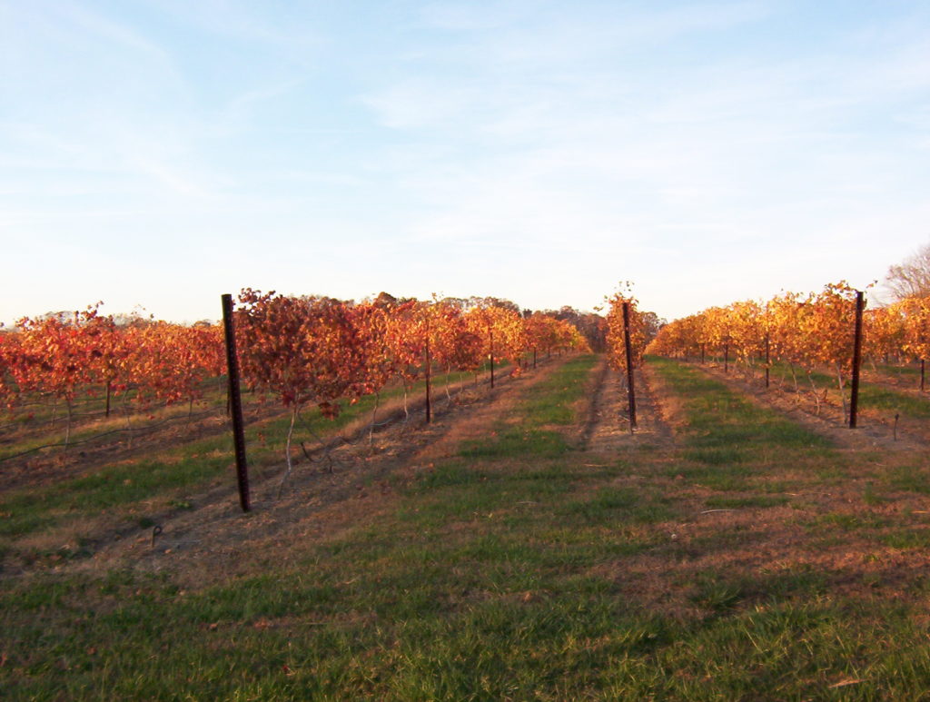 Cave Vineyard boasts over fifteen acres of grapes, making this a busy place.