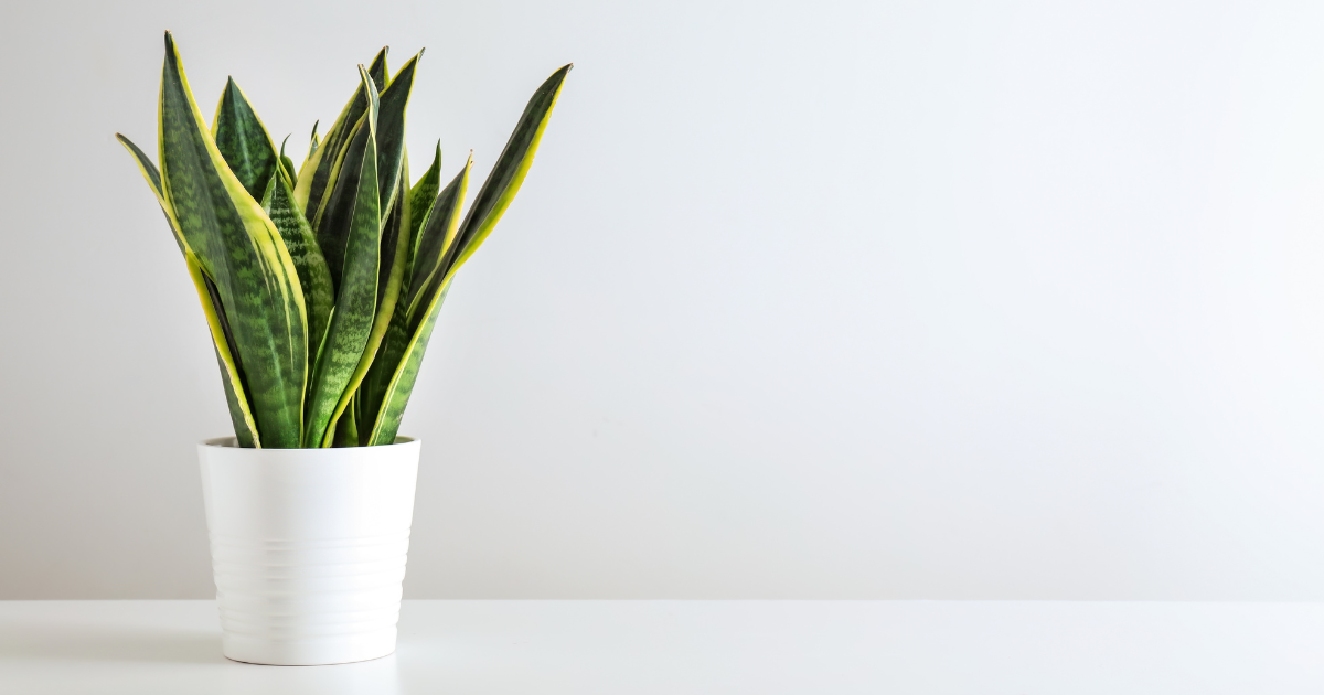 Snake Plant (2).png