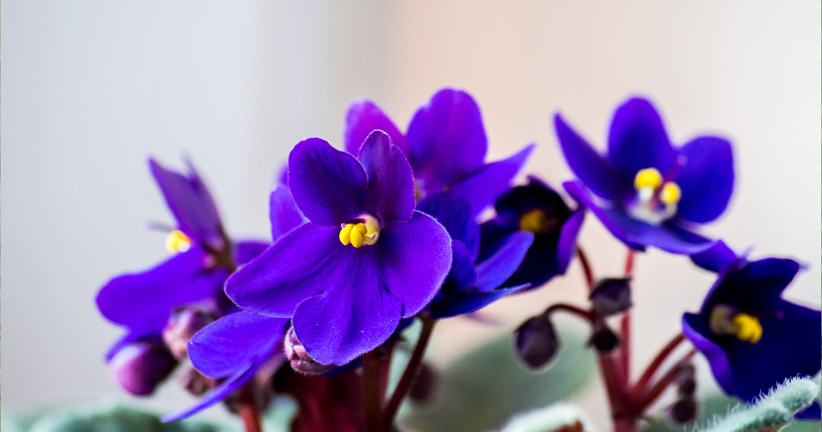 african violet  (2).png