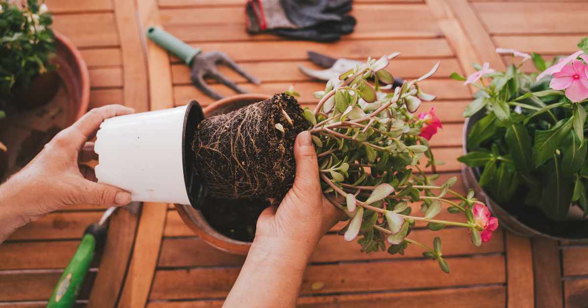 Repot When Roots Outgrow the Basket.png