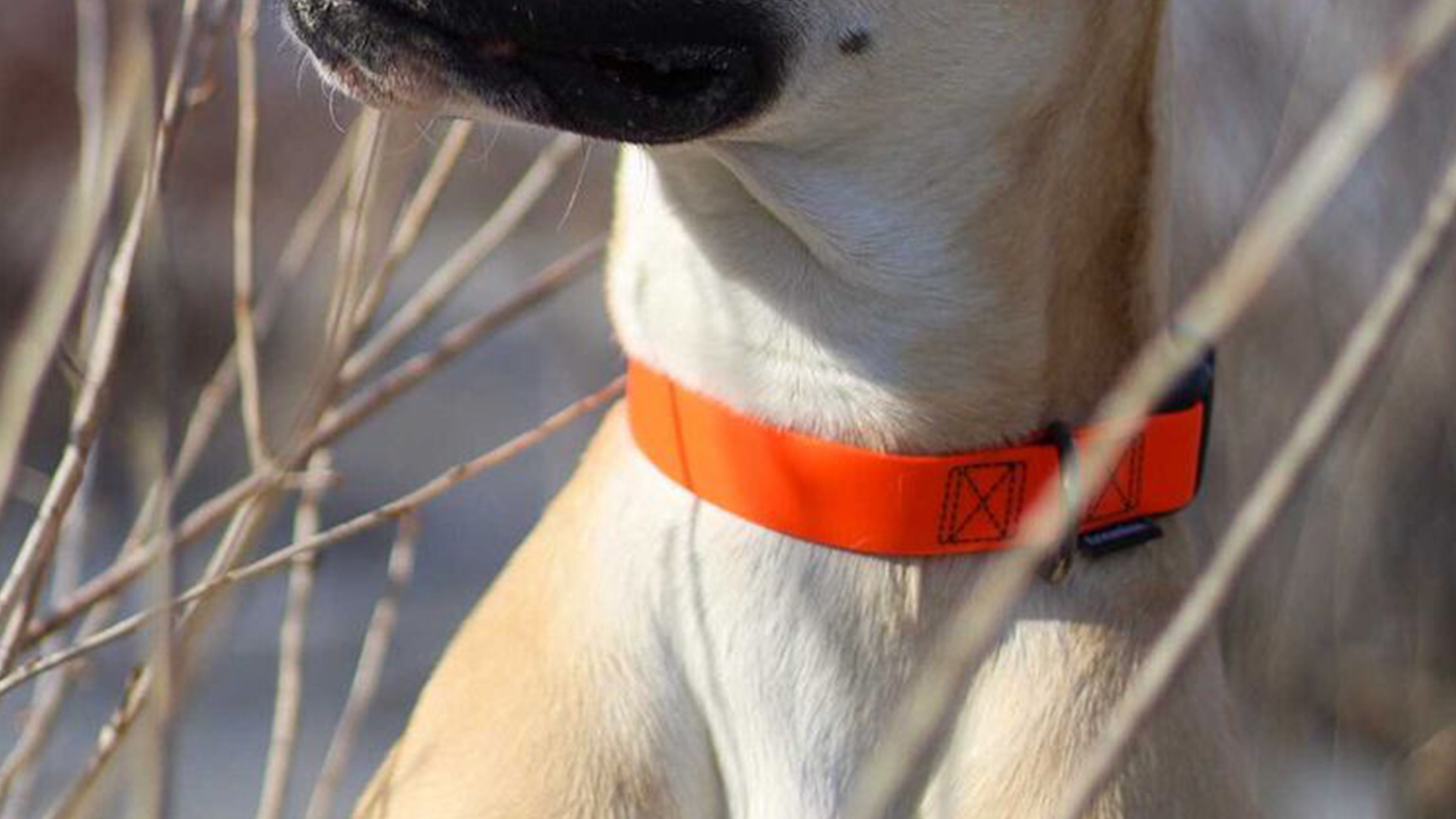 Treusinn-Hundehalsband-Biothane-STAY-neonorange-Beitragsbild1  .jpg