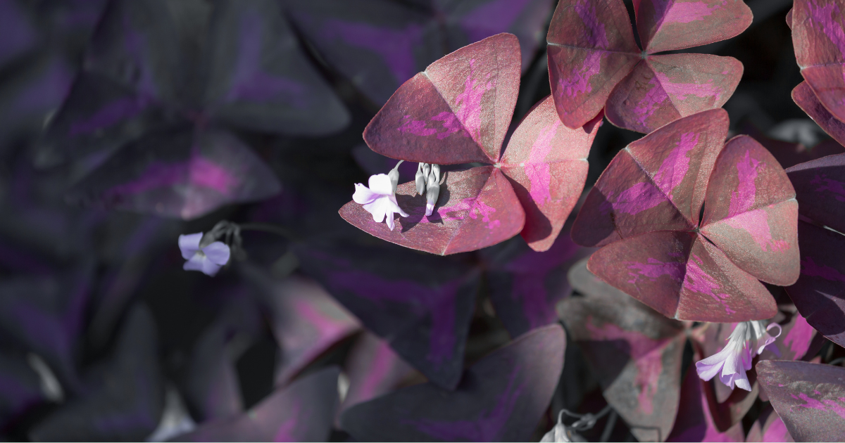 Oxalis triangularis.png