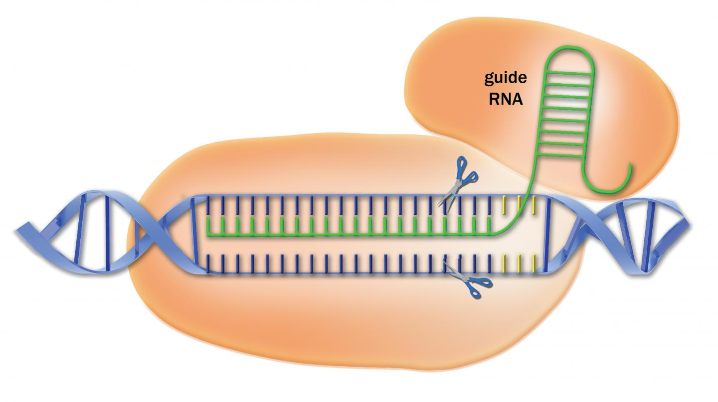 guide_RNA.png