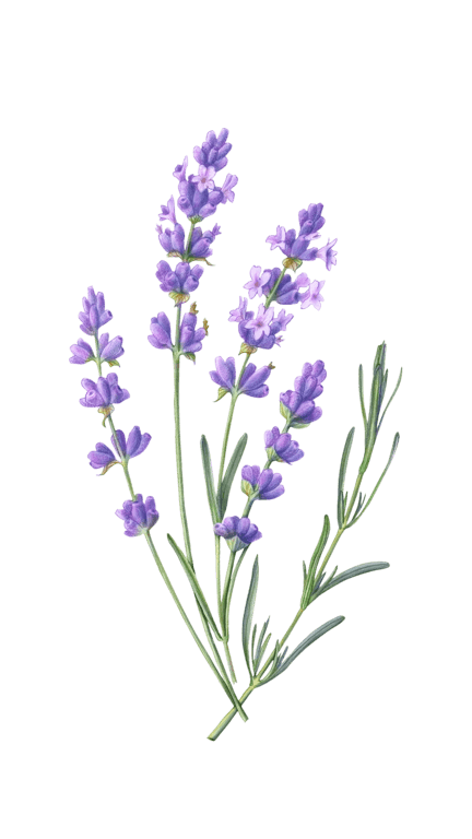 Illustration of Lavender