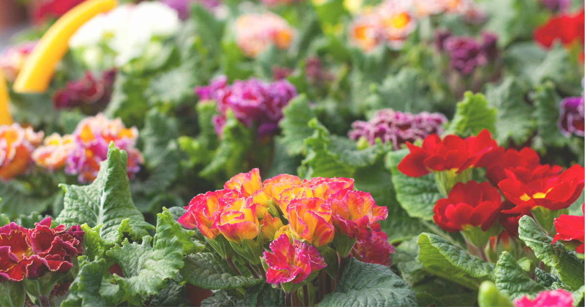 Primroses.png