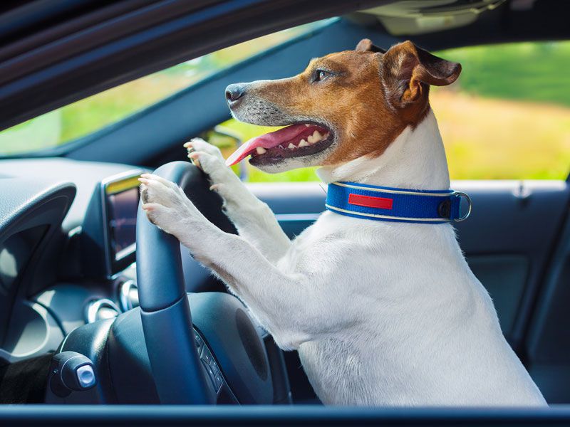 dog driving car 