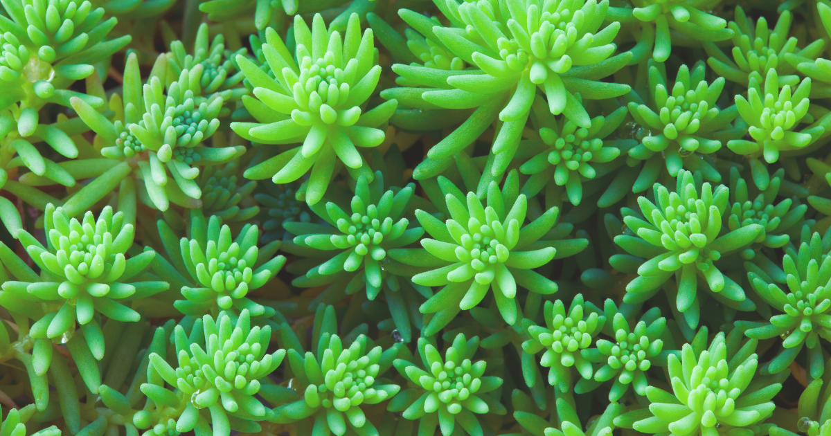Select Heat-Resistant Succulent Varieties.png