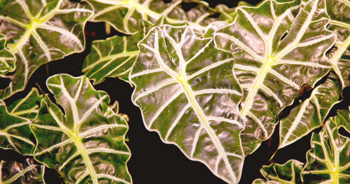 alocasia.png