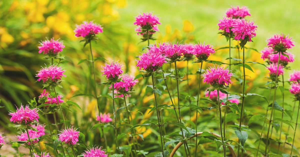 Bee Balm.png