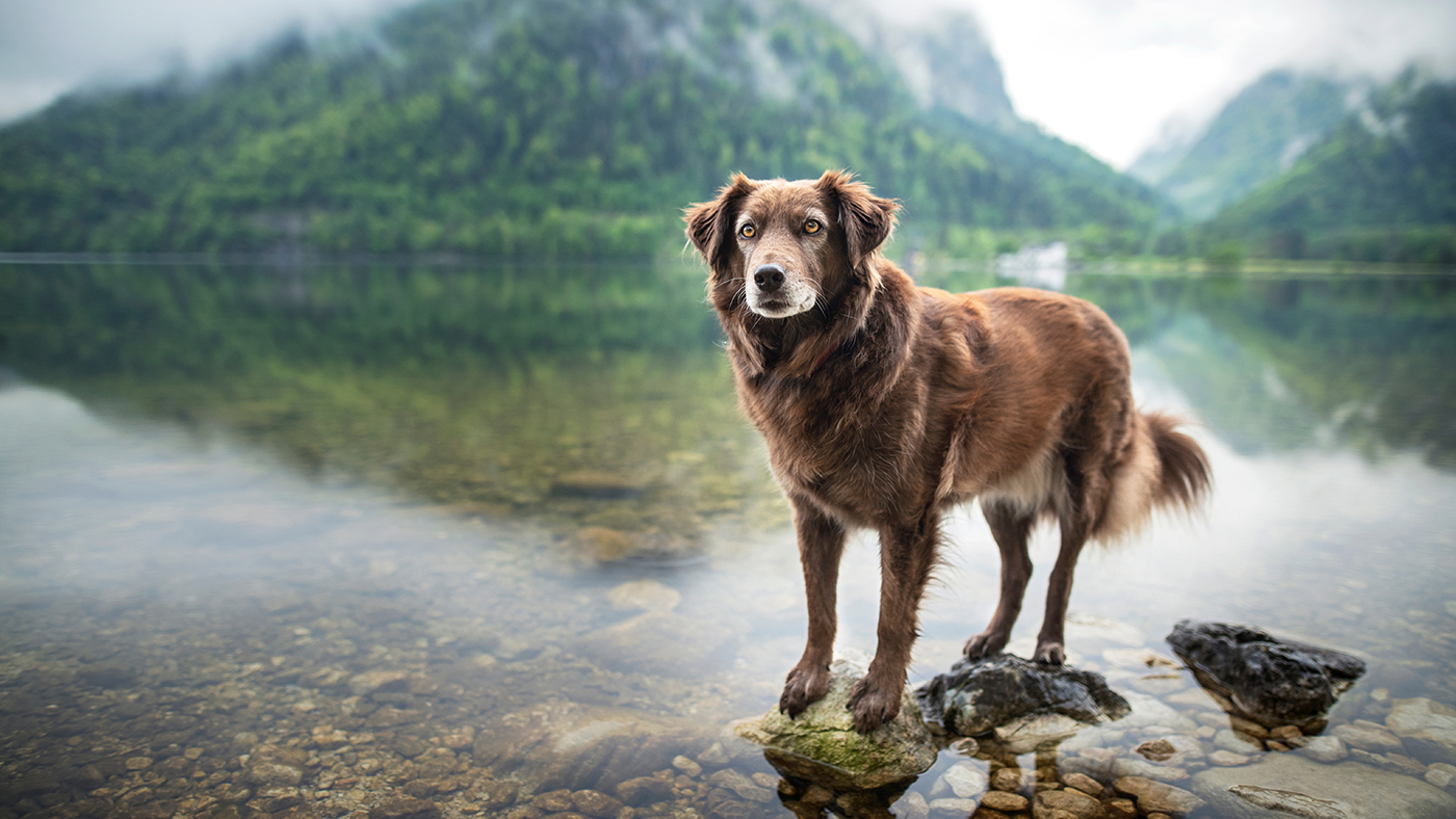 Die-schönsten-Badeplätze-für-Hunde-in-der-Schweiz-Beitragsbild.jpg