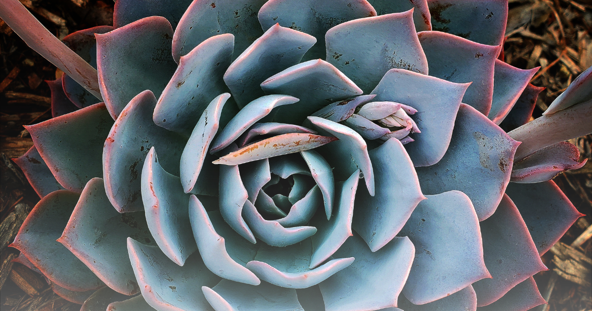 Echeveria -Blue Bird-.png