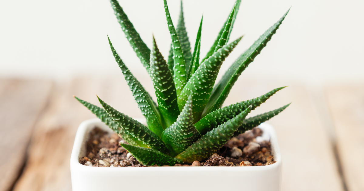 Haworthia.png