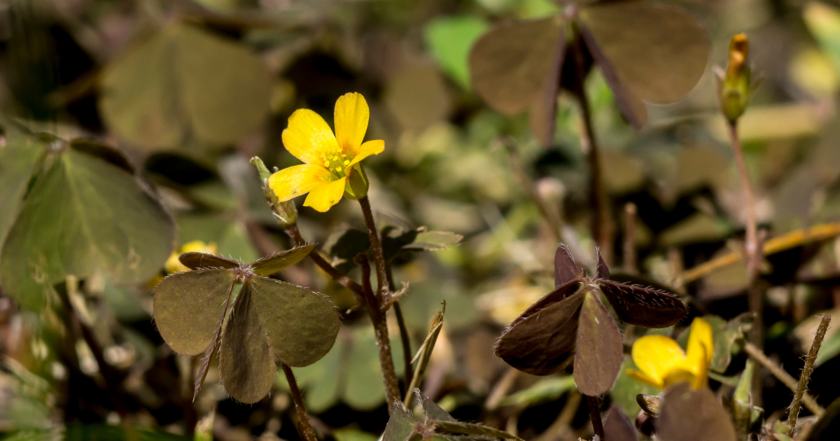 Flora | 12 Types of Oxalis: From Triangularis to Corniculata