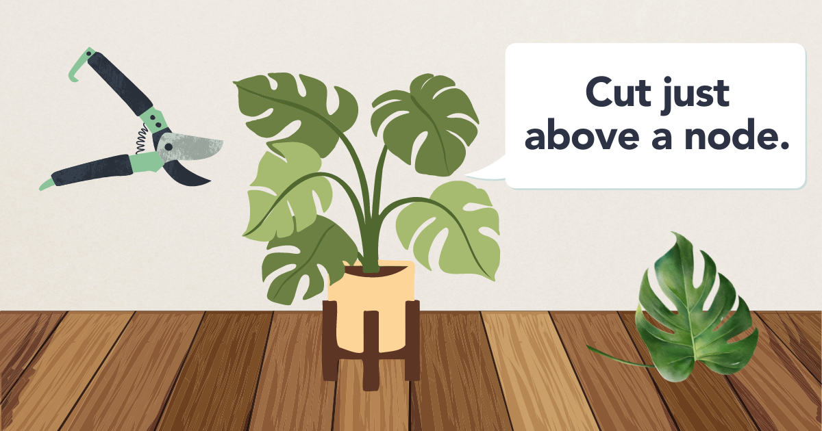 Monstera Deliciosa Pruning.png