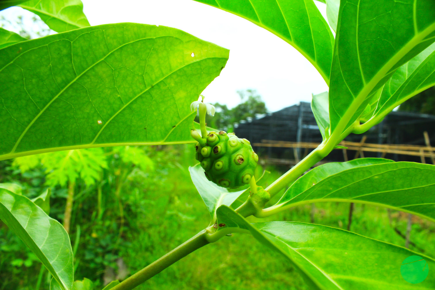 Description, Origin and Benefits of Noni (Morinda citrifolia)
