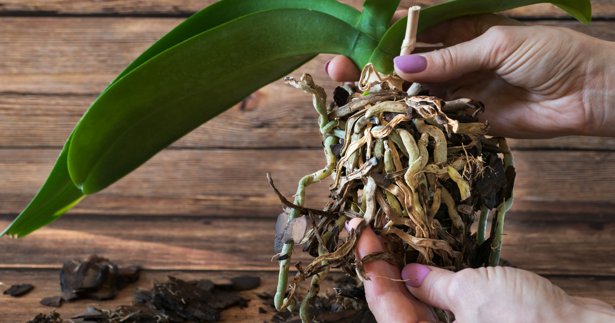 inspecting roots orchid.png