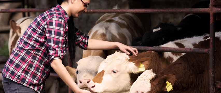 Cattle Ranch Loans | Ranch Financing Solutions - QuickBridge