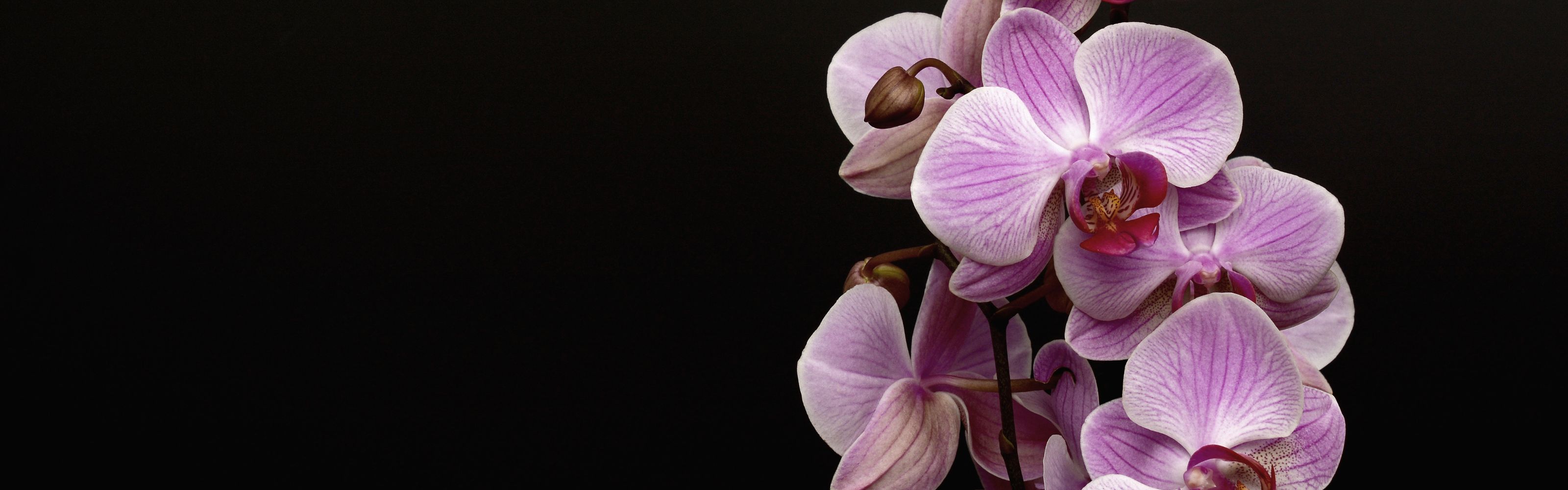 Guide - Orchids.jpg