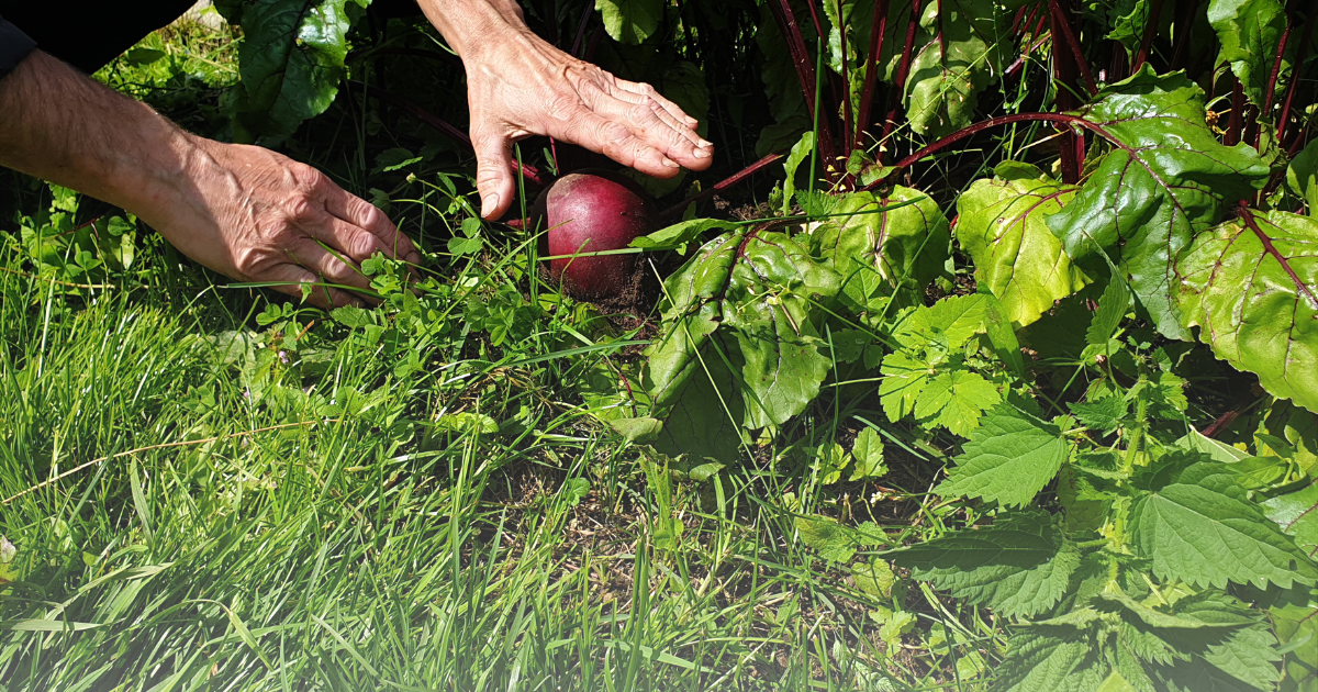 Harvesting Beets.png