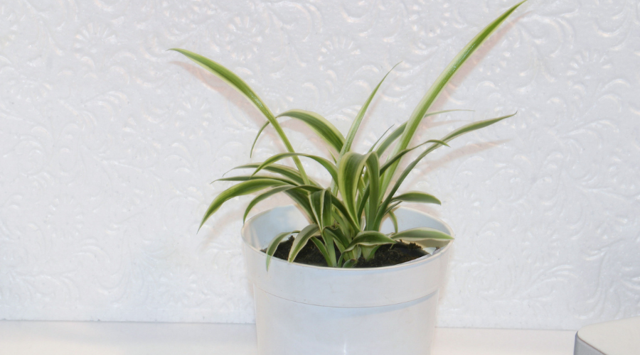 buy-spider-plant.png