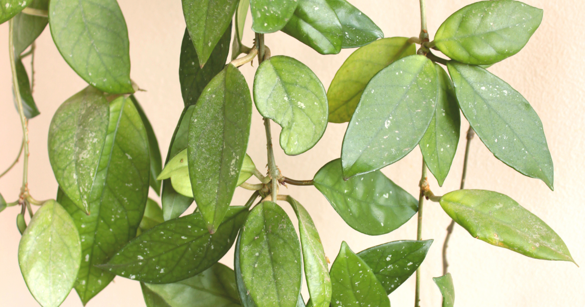 Hoya Australis.png