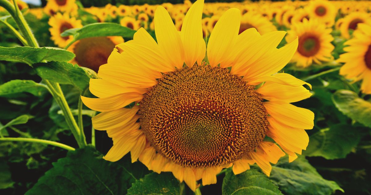 giant-sunflower.jpg