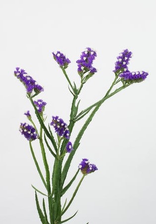 Limonium - variétés