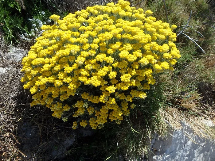 immortelle.png