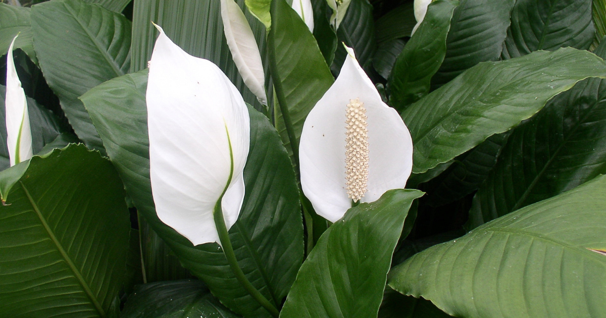 Flora | Can Peace Lily Be Outside? Outdoor Care and Tips